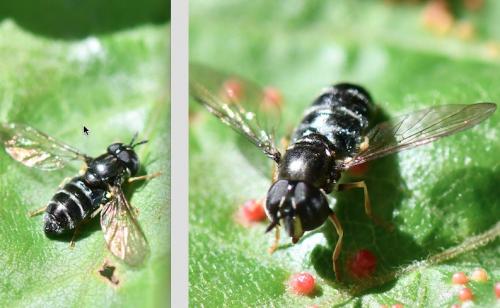 Paragus sp.